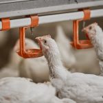 IFF debuts newest solution to boost poultry welfare