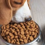 IFF expands pet care portfolio with latest science-backed innovations