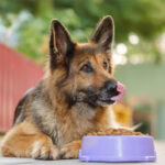 In vitro study highlights Benicaros’ role in canine gut health