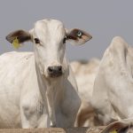 JBS and partners donate 3 million tags to boost cattle traceability in Brazil