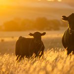 JBS invests $200 million in US beef production