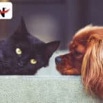 Kemin launches functional fiber for pet food