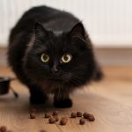 Kormotech enters Nigerian and Qatari pet food markets