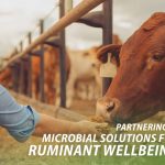 Lallemand Animal Nutrition: Microbial solutions to optimize ruminant performance
