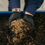 Management of food waste with black soldier flies expands in Australia