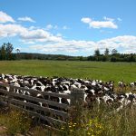 Mars pledges $27M USD to reduce on-farm emissions