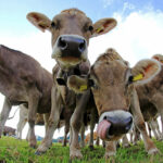 Mootral introduces new methane reduction technology, Enterix Advanced