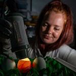 New CRISPR chicken cell model could transform poultry vaccine production