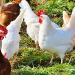 New Research: Mycotoxins cost poultry farms £150k