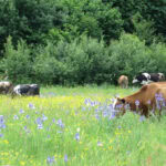 New Study: Agroecology reduces agriculture’s negative impacts