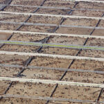 New Study: Industrialized animal farming challenges climate targets