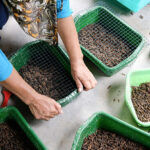 New Study: Insect-based foods unlikely to replace meat in Western diets