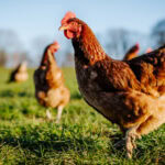 New research reveals diverse APEC threats for poultry