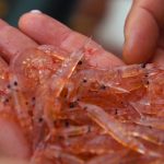 New studies spotlight the sustainability of krill