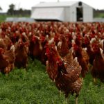 New study: Zivo's active ingredients reduce transmission of avian influenza