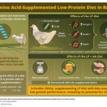 ¬¬¬New study explores LP diet supplemented with essential amino acids