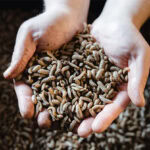 New study focuses on low environmental impact of BSF farming