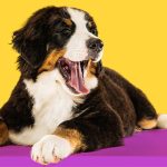 New study suggests fungal protein improves gut health and digestion in dogs