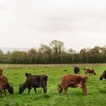 New trial presents promising results for methane reducing product