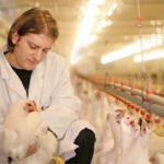 Nor-Feed accelerates innovation in botanical additives for swine and poultry