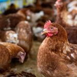 Novibio launches product to enhance intestinal health in poultry