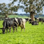 Novus to discuss challenges, opportunities of Australian dairy industry