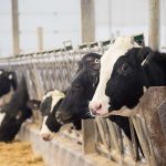 Novus to give insights on getting more from feed at WDMC 2025