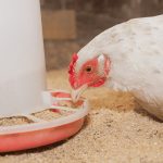 Novus to share negative impacts of feedstuffs at event