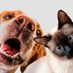 Palatability test shows ‘pawsitive’ results for insect-based pet food