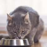 Pet parents expect their cat's food to help address health challenges