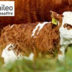 Phileo granted EU renewal authorisation for Actisaf®Sc47 for calf rearing