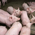 PigTek updates Flex-Auger Feed Delivery Systems