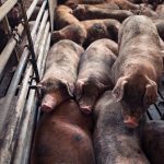 Ralco acquires innovative product to improve sow health