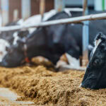 Research insight into mycotoxin mitigation in dairy cows