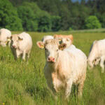 Rete Clima and Vetos Europe collaborate to decarbonize livestock sector