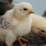 Review article details amino acids’ impact on chick appetite