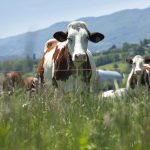 SFR teams up with A-Systems to bring its E-dairy model to market