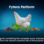 Selko launches natural performance enhancer Fytera Perform