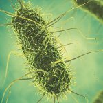 Selko organizes Salmonella from feed to food webinar on June 20