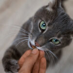 Singapore greenlights cultivated meat pet treats