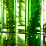 Single-cell protein market outlook