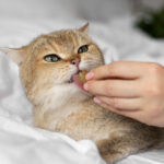 Strategic acquisition signals growing interest in European pet food market