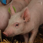 Study examines needle free PRRSV vaccination approach