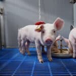 Trouw Nutrition spotlights science-based pig nutrition at ESPHM
