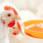 Trouw Nutrition to share poultry production insights at ESPN 2025