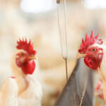 Wayne-Sanderson Farms grows poultry operations with new acquisition