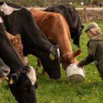 Weight loss drugs prompt changes in animal feed strategies