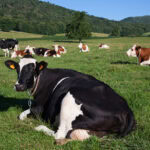 dsm-firmenich and SFR partner for Sustell