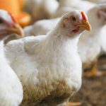 dsm-firmenich to sell stake in Feed Enzymes Alliance to Novonesis