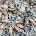 dsm-firmenich unveils new module in Sustell for shrimp